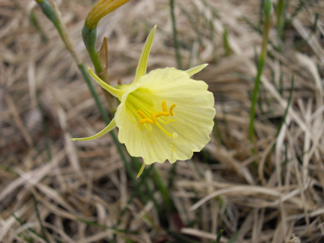 Narcissus bulbocodium photo